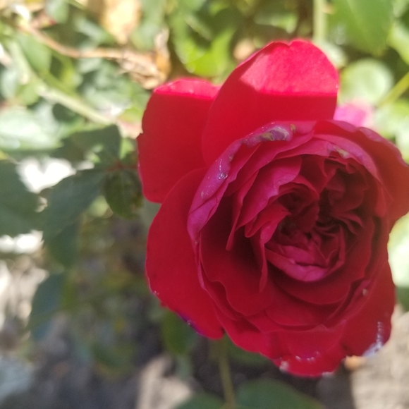 Meet your Posher, Arlene - Picture 2 of 2